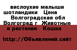 вислоухие малыши шотландики › Цена ­ 2 500 - Волгоградская обл., Волгоград г. Животные и растения » Кошки   
